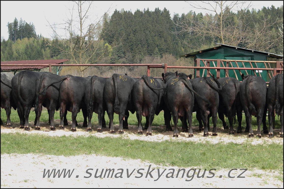 výběry PB Pavas 250415 4