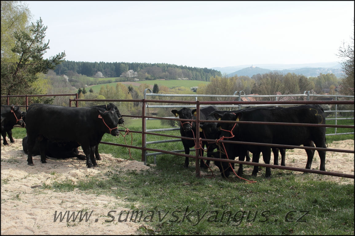 výběry PB Pavas 250415 6