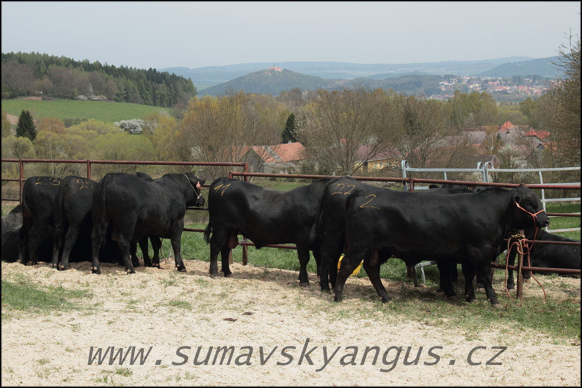 výběry PB Pavas 250415 27