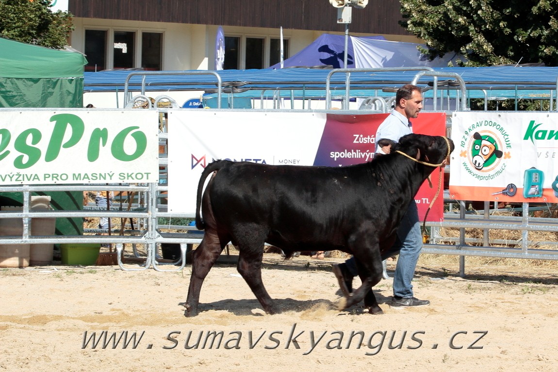 3. Jihočeská Angus Show - 26.srpna 2016 5