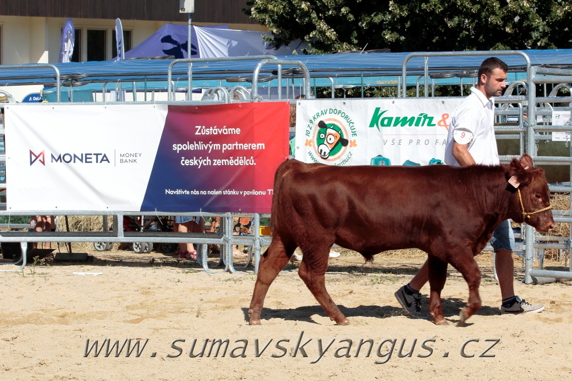 3. Jihočeská Angus Show - 26.srpna 2016 6