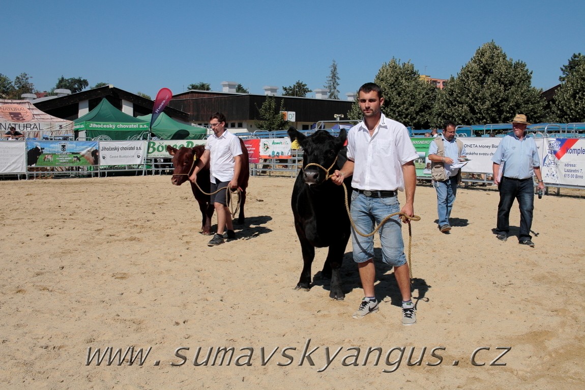 3. Jihočeská Angus Show - 26.srpna 2016 7