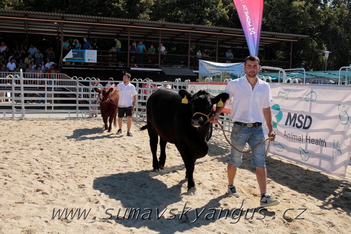 3. Jihočeská Angus Show - 26.srpna 2016 8