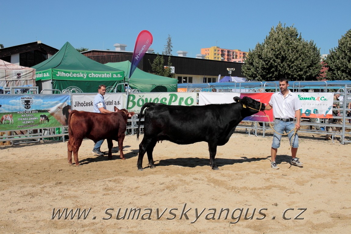 3. Jihočeská Angus Show - 26.srpna 2016 12